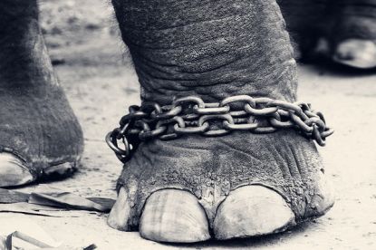 chained_elephant flick_foter VinothChandar