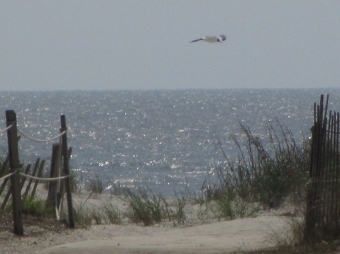 beach pelican